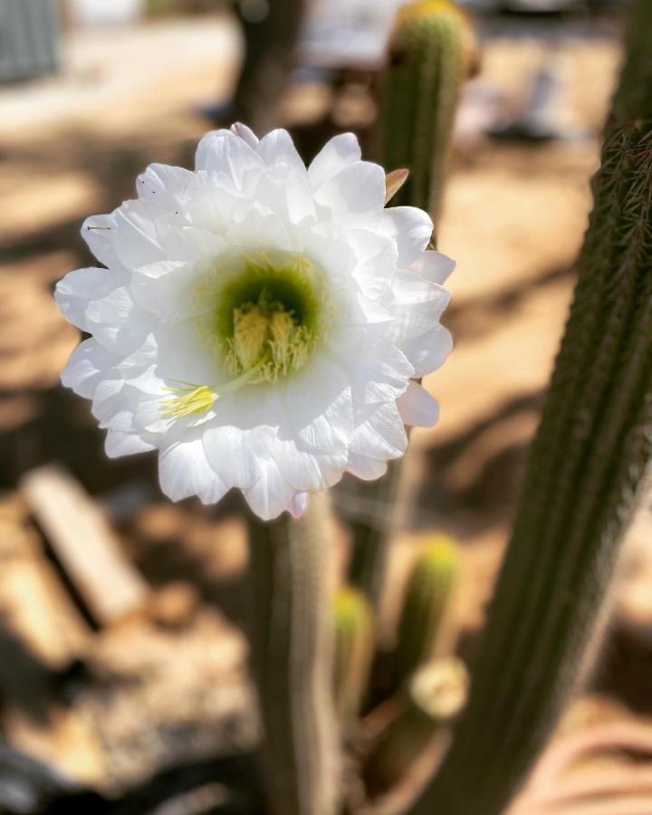 Ecovino Valle De Guadalupe Dış mekan fotoğraf
